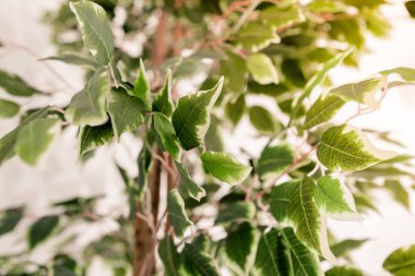 Yeşil küçük yapraklı bir ağaç oturma odasının içinde beyaz bir duvara karşı duruyor. Yatay fotoğraf