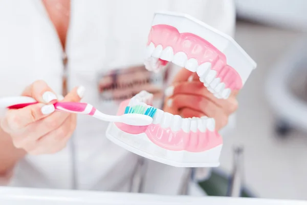 Modello Mandibola Spazzolino Nelle Mani Del Dentista Medico Mostra Come — Foto Stock