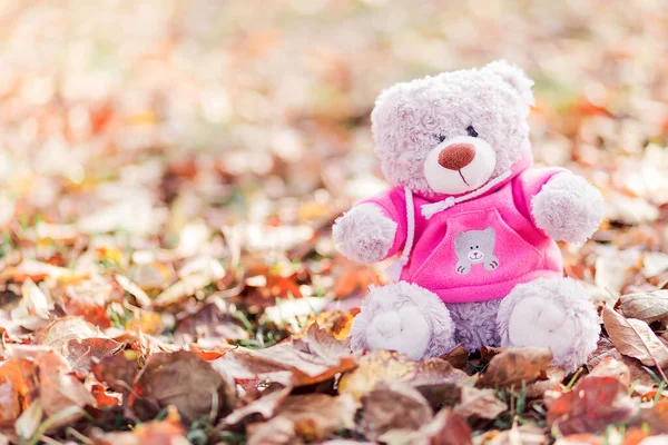 Pembe kazaklı yalnız bir oyuncak ayı sonbahar yapraklarının üzerinde oturur. Yatay fotoğraf