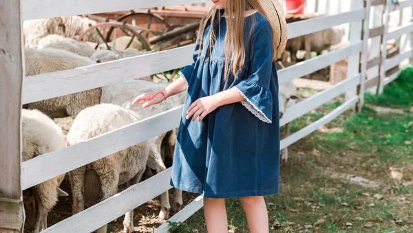 Little Girl Blue Dress Stands Next Pen Sheep Horizontal Photo — Stock Photo, Image