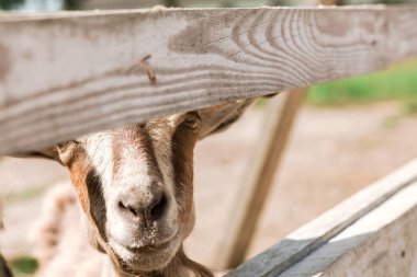 Genç kahverengi çiftlik keçisi kafasını çitlerden geçirip kameraya bakıyor. Yatay fotoğraf