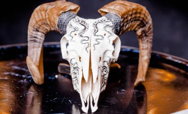 Parlak siyah yüzeyde Ram kafatası. Yatay fotoğraf