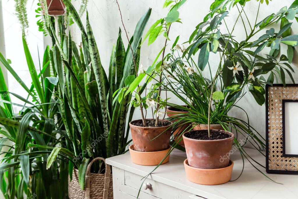 Pots with home plants stand on a cabinet against a wooden wall. Horizontal photo