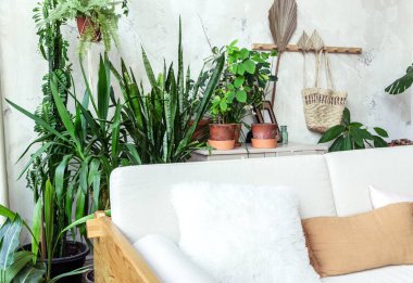 Gri bir duvara yaslanmış yastıklı kanepe. Kanepenin arkasında bir sürü yeşil bitki var. Yatay fotoğraf