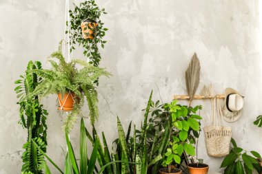 Ev bitkileri olan tencereler ahşap bir duvara karşı bir dolapta duruyorlar. Yatay fotoğraf