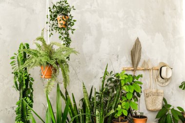Pots with home plants stand on a cabinet against a wooden wall. Horizontal photo clipart