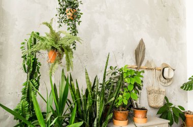 Ev bitkileri olan tencereler ahşap bir duvara karşı bir dolapta duruyorlar. Yatay fotoğraf