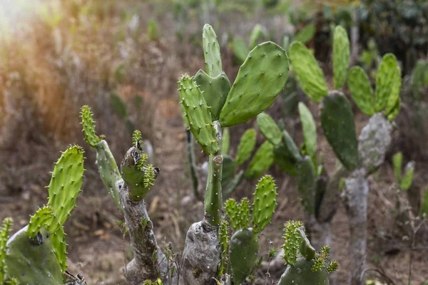 Cacti Often Used Ornamental Plants Some Agriculture Unusual Plants Adapted — Stock Photo, Image