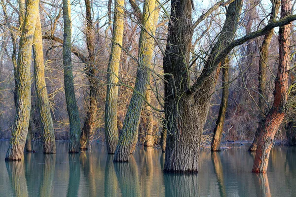 Güneşli bir günde Tuna Nehri 'nin sularında duran kavak ağaçları (ağaç gövdeleri) sakin bir bahar günü taşar. Sudaki ağaç gövdelerinin yansıması