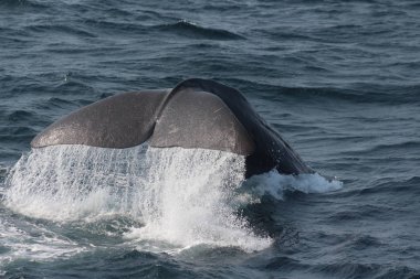 Suyun aktığı bir balinanın kuyruğu