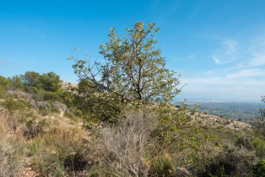 Akdeniz'ı çölden avuç Benicassim, İspanya