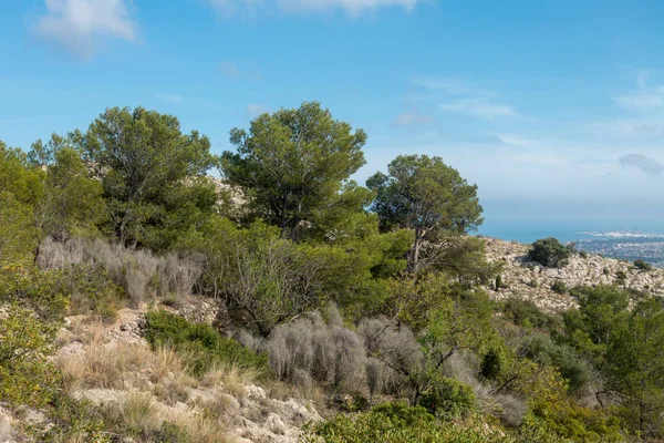 Das Mittelmeer Aus Der Wüste Der Palmen Benicassim Spanien — Stockfoto