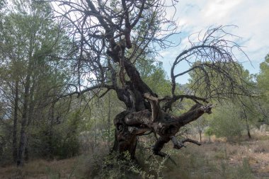 Ödeme yönetimi dağlar ve avuç içi ağaçlar, İspanya çöl