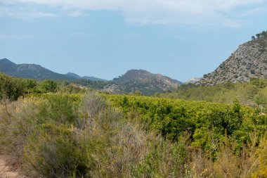 Ödeme yönetimi dağlar ve avuç içi ağaçlar, İspanya çöl