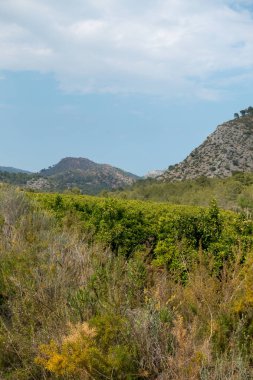 Ödeme yönetimi dağlar ve avuç içi ağaçlar, İspanya çöl