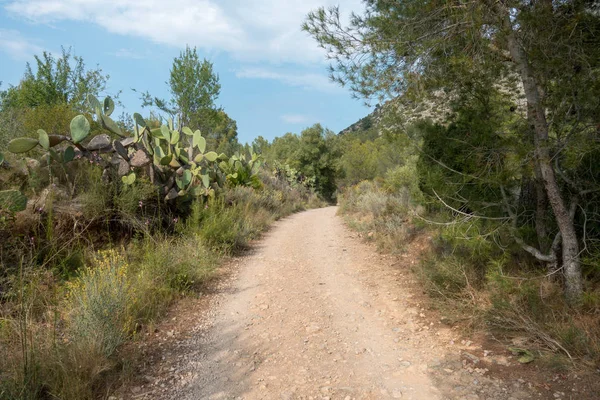Ödeme yönetimi dağlar ve avuç içi ağaçlar, İspanya çöl