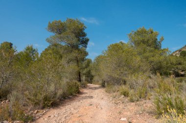Ödeme yönetimi dağlar ve avuç içi ağaçlar, İspanya çöl