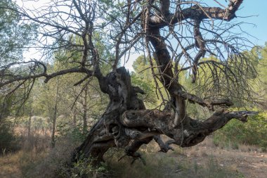 Ödeme yönetimi dağlar ve avuç içi ağaçlar, İspanya çöl
