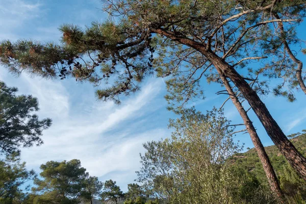 Desierto Las Palmeras Bajo Cielo Azul España — Foto de Stock