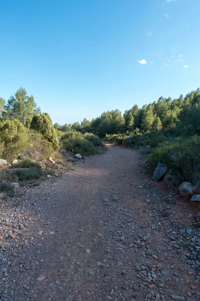 Désert Des Palmiers Sous Ciel Bleu Espagne — Photo