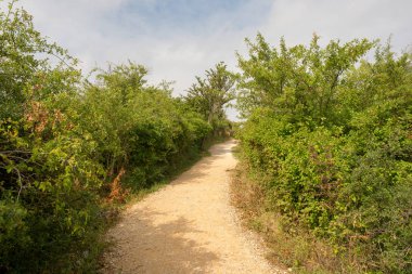 Camino de Santiago olarak: Navarra, Spain geçer