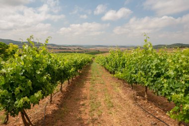 Camino de Santiago olarak: Navarra, Spain geçer