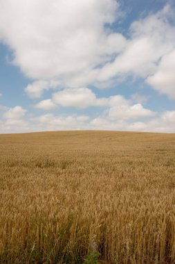 Camino de Santiago olarak: Navarra, Spain geçer