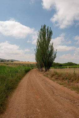 Camino de Santiago olarak: Navarra, Spain geçer