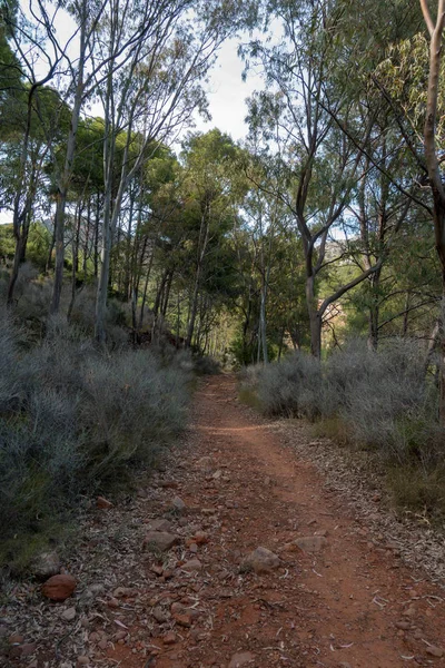 Öknen Handflatorna Blå Himmel Spanien — Stockfoto