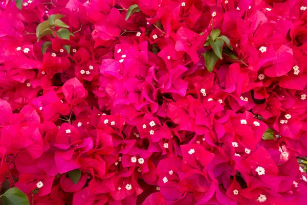 Fotografía Varias Flores Color Rojo España —  Fotos de Stock