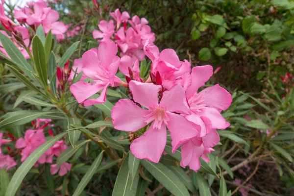 スペインの赤い色のいくつかの花の写真 — ストック写真