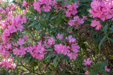Kırmızı renk, İspanya birkaç çiçek fotoğrafı