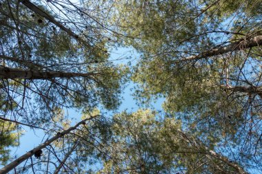 Bir grup ağaçların altında mavi gökyüzü, İspanya