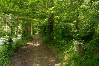 Camino de Santiago Roncesvalles, İspanya ile orman