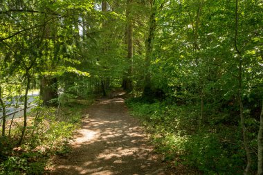 Camino de Santiago Roncesvalles, İspanya ile orman