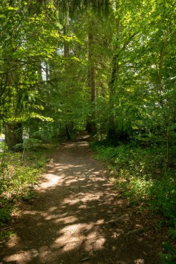 Camino de Santiago Roncesvalles, İspanya ile orman