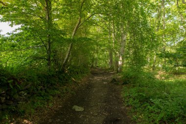 Camino de Santiago Roncesvalles, İspanya ile orman