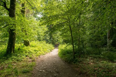 Camino de Santiago Roncesvalles, İspanya ile orman
