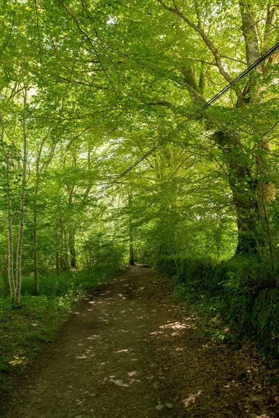 Camino Santiago Roncesvalles Spanya Ile Orman — Stok fotoğraf