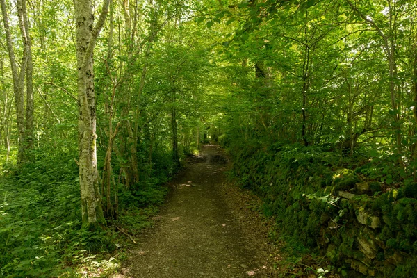Camino de Santiago Roncesvalles, İspanya ile orman