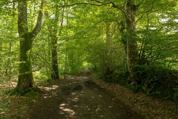 Floresta Caminho Santiago Por Roncesvalles Espanha — Fotografia de Stock