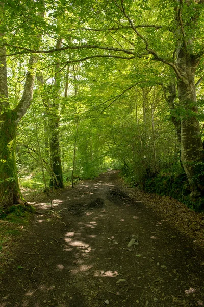 Camino Santiago Roncesvalles Spanya Ile Orman — Stok fotoğraf