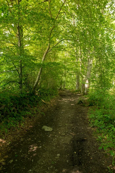 Camino Santiago Roncesvalles Spanya Ile Orman — Stok fotoğraf