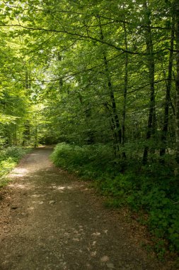 Camino de Santiago Roncesvalles, İspanya ile orman