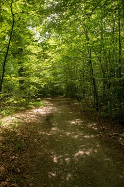 Camino de Santiago Roncesvalles, İspanya ile orman