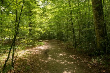 Camino de Santiago Roncesvalles, İspanya ile orman