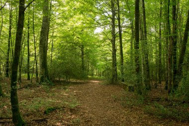 Camino de Santiago Roncesvalles, İspanya ile orman
