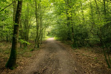Camino de Santiago Roncesvalles, İspanya ile orman