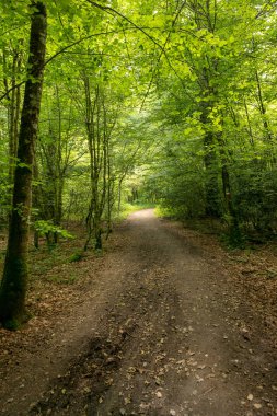 Camino de Santiago Roncesvalles, İspanya ile orman
