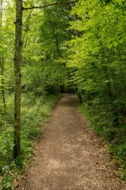 Forest on the Camino de Santiago by Roncesvalles, Spain clipart